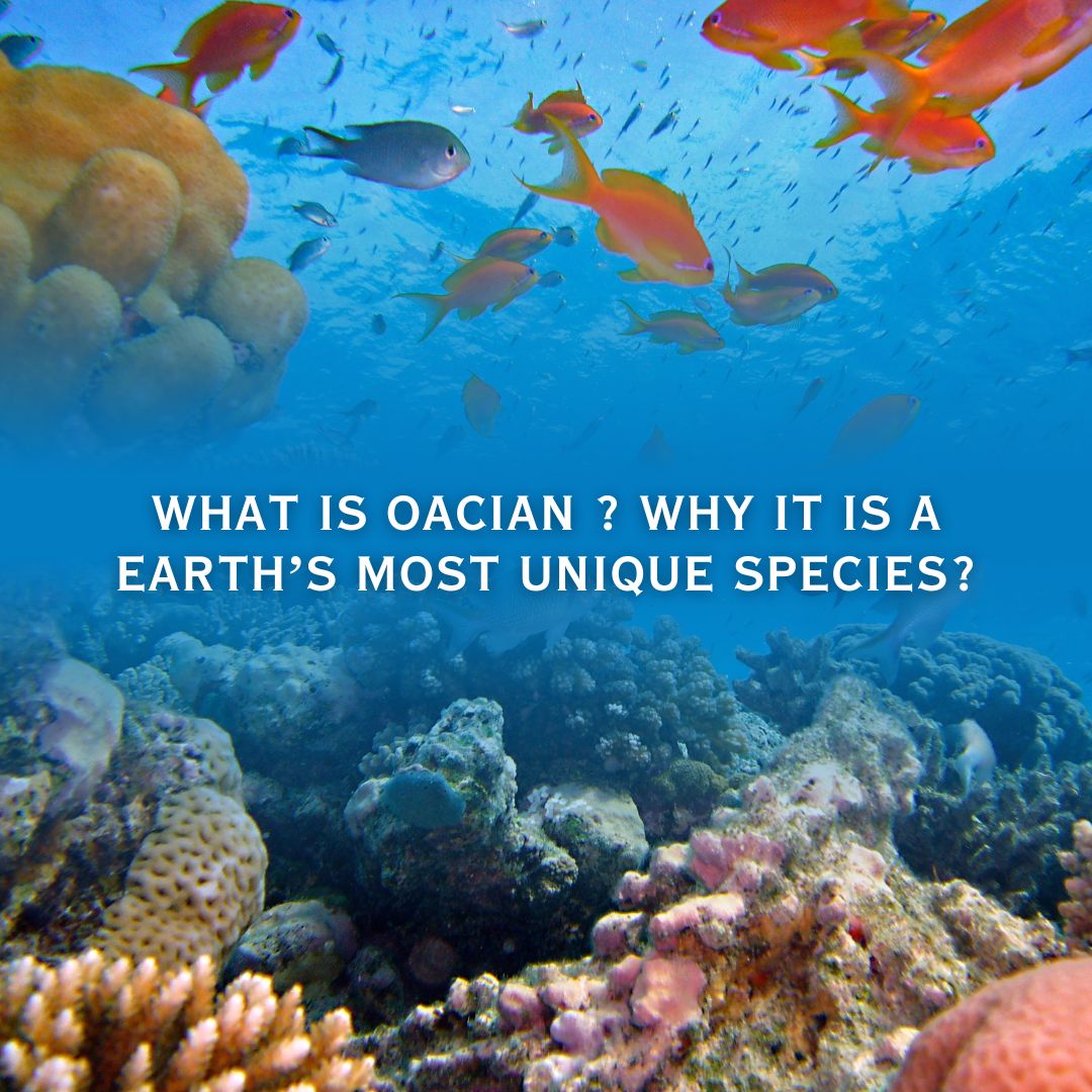 What is Oacian ? Why It is A Earth’s Most Unique Species?